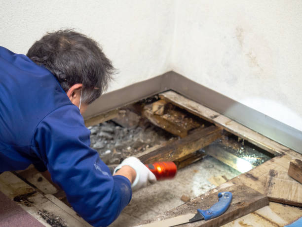 Best Crawl Space Mold Removal  in Rockledge, FL
