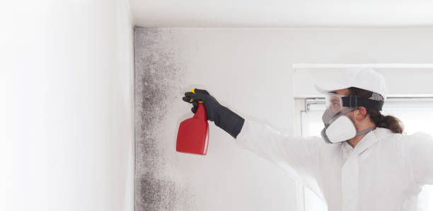 Best Mold Removal Process  in Rockledge, FL