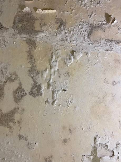Best Mold Damage Repair  in Rockledge, FL