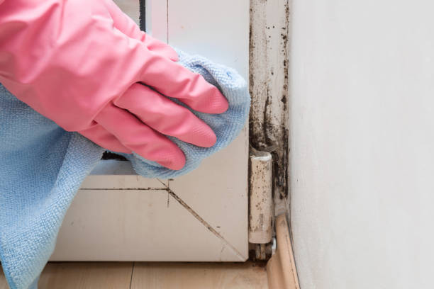 Mold Removal and Inspection in Rockledge, FL